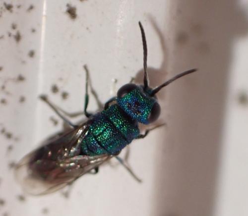 Trichrysis cyanea